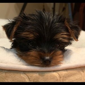 Meet your Posher, Kenny